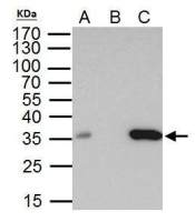 BRAF35 antibody