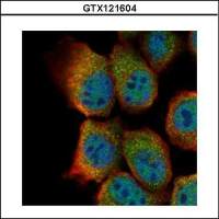 Sts1 antibody