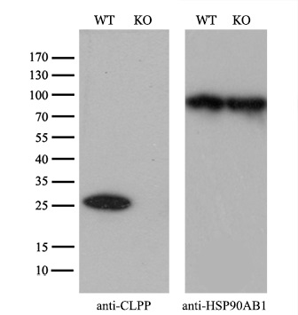CLPP antibody [1D8]
