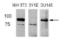 FAM129B antibody