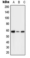 PFKFB2 (phospho Ser483) antibody