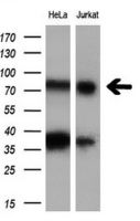 C17orf28 antibody [5C4]