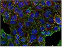 Clathrin Heavy chain antibody [BF-06]