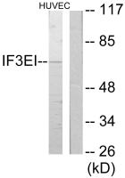 EIF3L antibody
