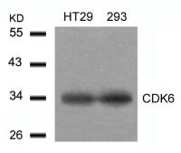 CDK6 antibody
