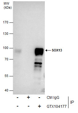SOX13 antibody [N1C3]