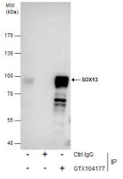 SOX13 antibody [N1C3]