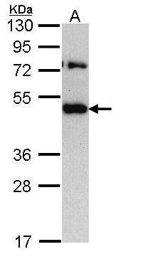 TRAM1 antibody [C2C3], C-term