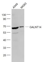 GALNT14 antibody