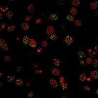 SSEA-1 / CD15 antibody [SPM490]
