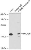 RPB8 antibody