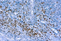 Caspase 3 antibody [3CSP03]