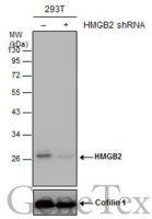 HMGB2 antibody