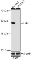 LKB1 antibody