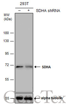 SDHA antibody