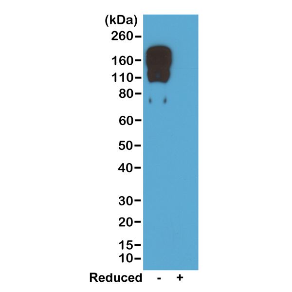 Rabbit Anti-Mouse IgG2c (Fc) antibody [RM223]