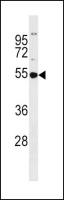 GSS antibody, C-term