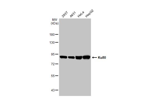 Ku80 antibody [9403]
