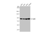 Ku80 antibody [9403]