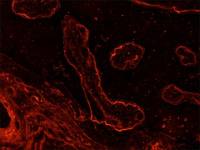 Laminin antibody [LAM-89]