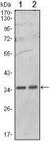 PPP1A antibody [6D1]