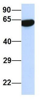 PRSS16 antibody, Internal