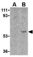 FAIM3 antibody, C-term