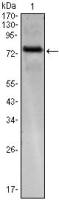 KLHL25 antibody [1B7]