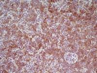 CD8 antibody [YTS169.4] (Azide free)