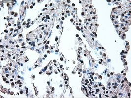 IRF3 antibody [5D2]产品图