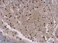 SIRT7 antibody [N2C3]