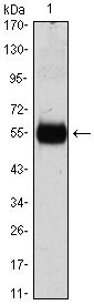 p27 Kip1 antibody [3D8]