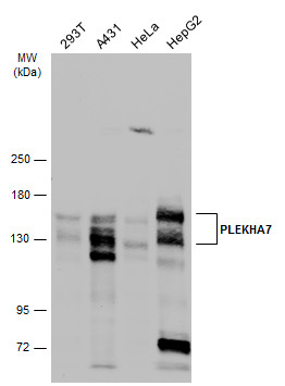 PLEKHA7 antibody