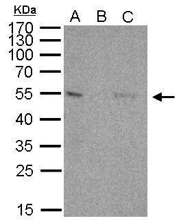 p53 antibody [C2C3], C-term