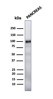 GP2 antibody [GP2/1712]