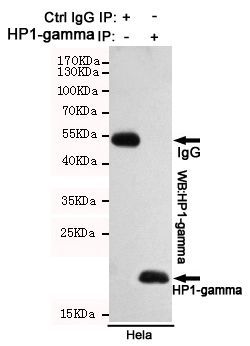 HP1 gamma antibody [5G10-F7-A12]
