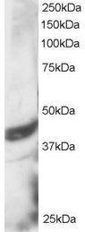 DAP3 antibody, C-term