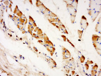 TXLNB antibody
