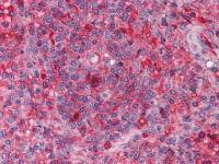 BMAL1 antibody [1C5]