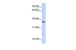 TTMB antibody, N-term产品图