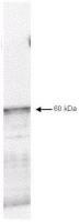Pyruvate dehydrogenase kinase 1 / PDK1 antibody