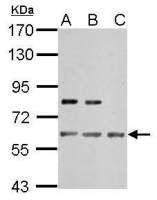 IMPDH2 antibody