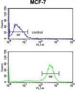 CHSY2 antibody, Internal