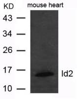Id2 antibody