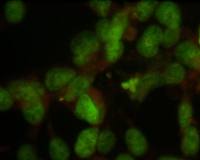 Nuclei antibody [235-1]