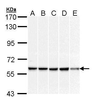 DNAJC3 antibody [C1C3]