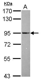 TRAF3IP1 antibody [N1N2], N-term