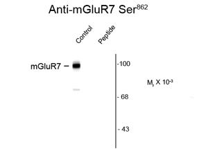 mGluR7 (phospho Ser862) antibody