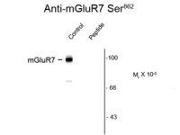 mGluR7 (phospho Ser862) antibody