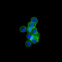Islet 1 antibody [1B1]